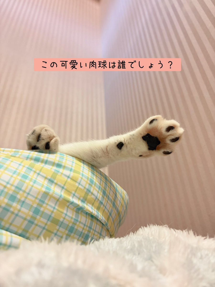 chachanyancafe's tweet photo. 2026.7.18（土）
Open 12:00
Close 20:00

可愛い肉球🐾を見せてくれた、可愛すぎるまさお君。

ずーっと一緒に過ごしてきたナエたん＆ひまわり。仲良しです😌

本日も、個性豊かで可愛いワンニャンズとお待ちしております🐶😺

#保護カフェchacha #にゃいるどはーと #保護犬 #保護猫 #里親募集 https://t.co/LeJ8d0N6vk