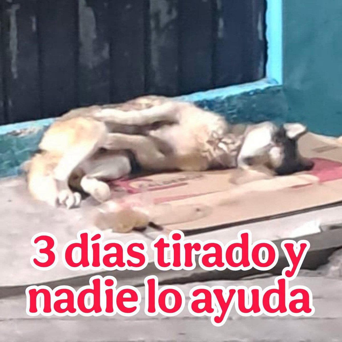 HASF_AnaSDiaz's tweet photo. 🐾 **HAY PERROS QUE NACEN CON ESTRELLA… Y HAY OTROS QUE NACEN ESTRELLADOS.** 💔

Ella es **Quiña**. ❤️‍🩹Antes lobito pero es que no es niño es niña y se acuerdan que dijimos que al proximo rescate le ibamos a poner Quiñones, bueno pues salio Quiña 😍

Durante **tres días** permaneció tirada en la calle, sin poder levantarse y con muchísimo dolor. Muchas personas la vieron, pero nadie la ayudo.

Eso siempre me rompe el corazón.

Porque todos merecen una oportunidad, pero la realidad es que hay pequeños que reciben ayuda de inmediato… y otros, como Quiña, parecen pasar desapercibidos.

Hoy, por fin, ya está con nosotros.

Al revisarla encontramos algo muy triste. Todo indica que fue utilizada como pie de cría durante mucho tiempo. Sus glándulas mamarias están muy desgastadas y ahora no puede caminar por el intenso dolor que tiene.

A pesar de todo, es una perrita increíblemente noble. Se deja revisar, está comiendo, toma agua y sigue luchando por vivir.

Ahora necesita radiografías, estudios, hospitalización y, muy probablemente, cirugía para darle una verdadera oportunidad.

Queremos agradecer a todas las personas que nos ayudaron a reunir un pequeño abono para la veterinaria. No fue lo que teniamos que dar, pero gracias a ese gesto y al esfuerzo los doctores aceptaron recibirla y comenzar su atención. ❤️

Hoy necesitamos seguir unidos.

Con una patita de ayuda de **$50, $100 o la cantidad que puedas**, nos ayudas a cubrir sus estudios, su tratamiento y a seguir abonando a la deuda de la veterinaria para que más pequeños como Quiña puedan recibir ayuda.

✨ **Porque los milagros no ocurren solos… los construimos entre todos.**

❤️‍🩹 **"Luché tres días completamente sola... hoy solo te pido que no me dejes volver a sentir que nadie me ve."** Quiña ❤️

🐾 Mil gracias 🐾
🙏Con tu ayuda logramos milagros🙏
Banorte: 072180011828376620
Banco Azteca: 4027 6600 2845 3837
Coppel (OXXO): 4169 1614 6125 2255
Bancomer: 4152 3146 2738 7643
PayPal: https://t.co/ZRtji14ikC
WishList: https://t.co/izgILvFoF0