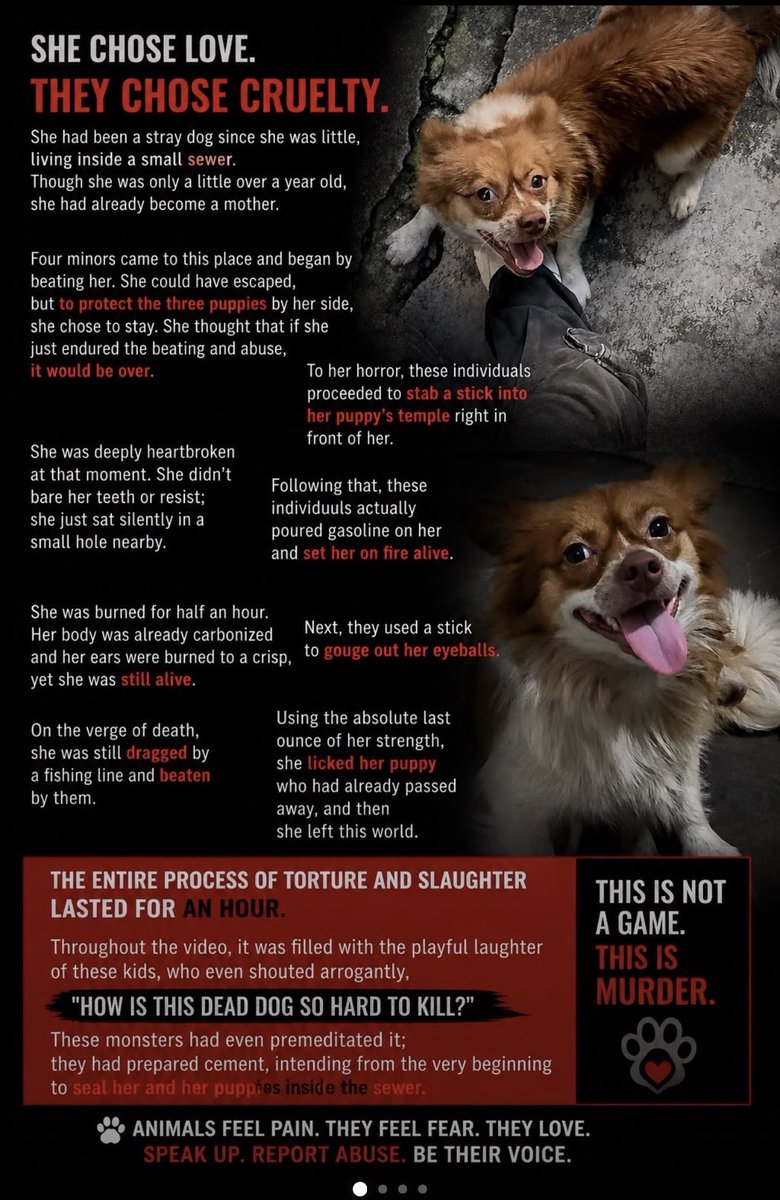 0715nyan_sub's tweet photo. 🚨Please RT🚨
Please send just 1 email to the BBC for mother dog #WangWang, who was brutally tortured and burned alive. Letters/postcards are also OK.
※See image for template. DM me to copy &amp; paste!     #JusticeForWangwang

BBC Email: haveyoursay@bbc.co.uk
 (↓↓In replies) https://t.co/0DEy8CHRK5