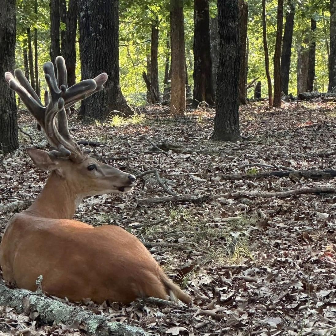 TheHuntingGrnds's tweet photo. It's velvet season and still growing strong! 

#hunting #guidedhunt #deer https://t.co/19psoAKl8p