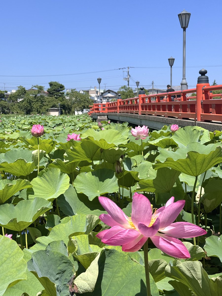 kagekatsu_1555's tweet photo. 本日より
第47回 高田城址公園観蓮会 開催！ https://t.co/0XtZsxBAs0
