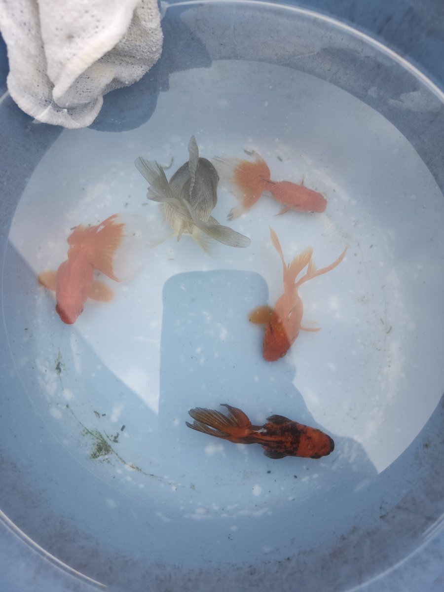 oex7VykF8KKda3N's tweet photo. 本日の寿々木園
2時間で結構釣れました🐟
 #寿々木園
 #金魚釣り
 #金魚 https://t.co/2aAdvreuiJ