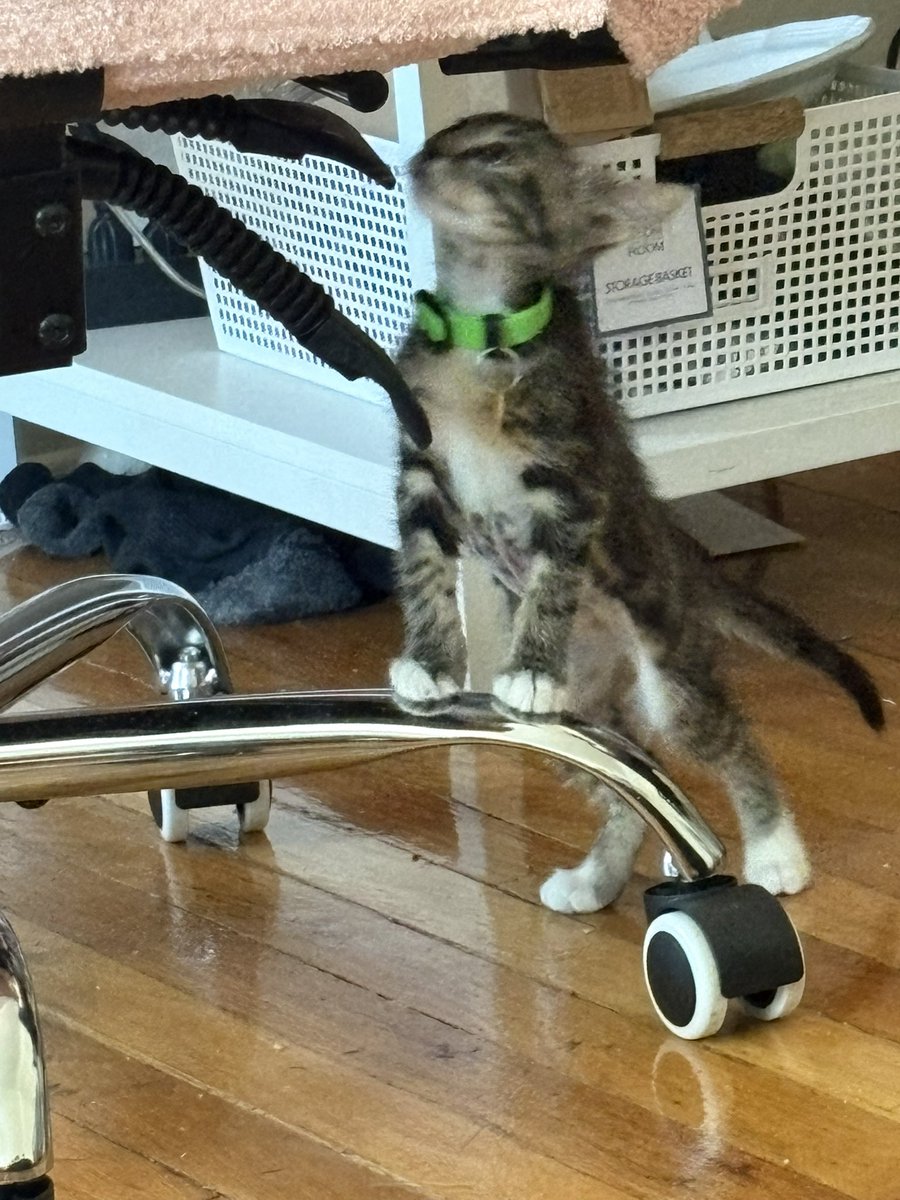 suzy_kko's tweet photo. everyone meet azalea aka azzie :) https://t.co/g9xYwBvb5t