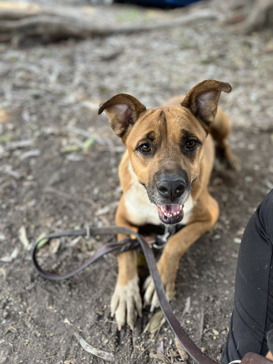 HELA_MORE's tweet photo. Ella es Canela,y lleva esperando 2 años por una familia que la elija.🥺

Canela nunca ha conocido lo que es un verdadero hogar,sus “hogares” han sido la calle y ahora la pensión.💔

Pero 2 años es demasiado tiempo esperando para un perrito,ella merece ser adoptada.

Canela es muy sociable,tiene mucha energía y es muy amorosa.

Tiene 4 años,talla grande,vacunada,desparasitada y esterilizada.
Conócela,estamos en CDMX.