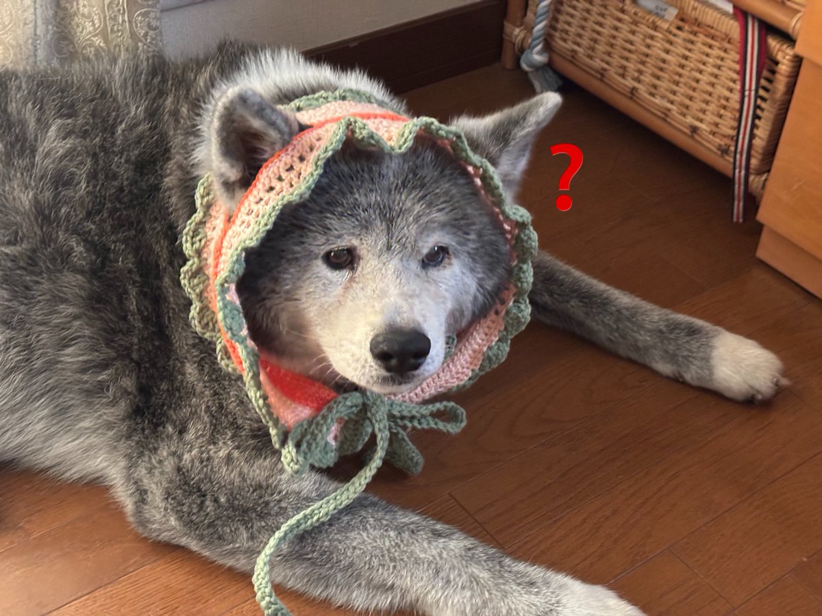 BEN_chama_K's tweet photo. カーチャンがありものの毛糸でこさえたヘッドドレスが完成
戸惑いの顔を見せるも適応完了 https://t.co/7xM79jxVBn