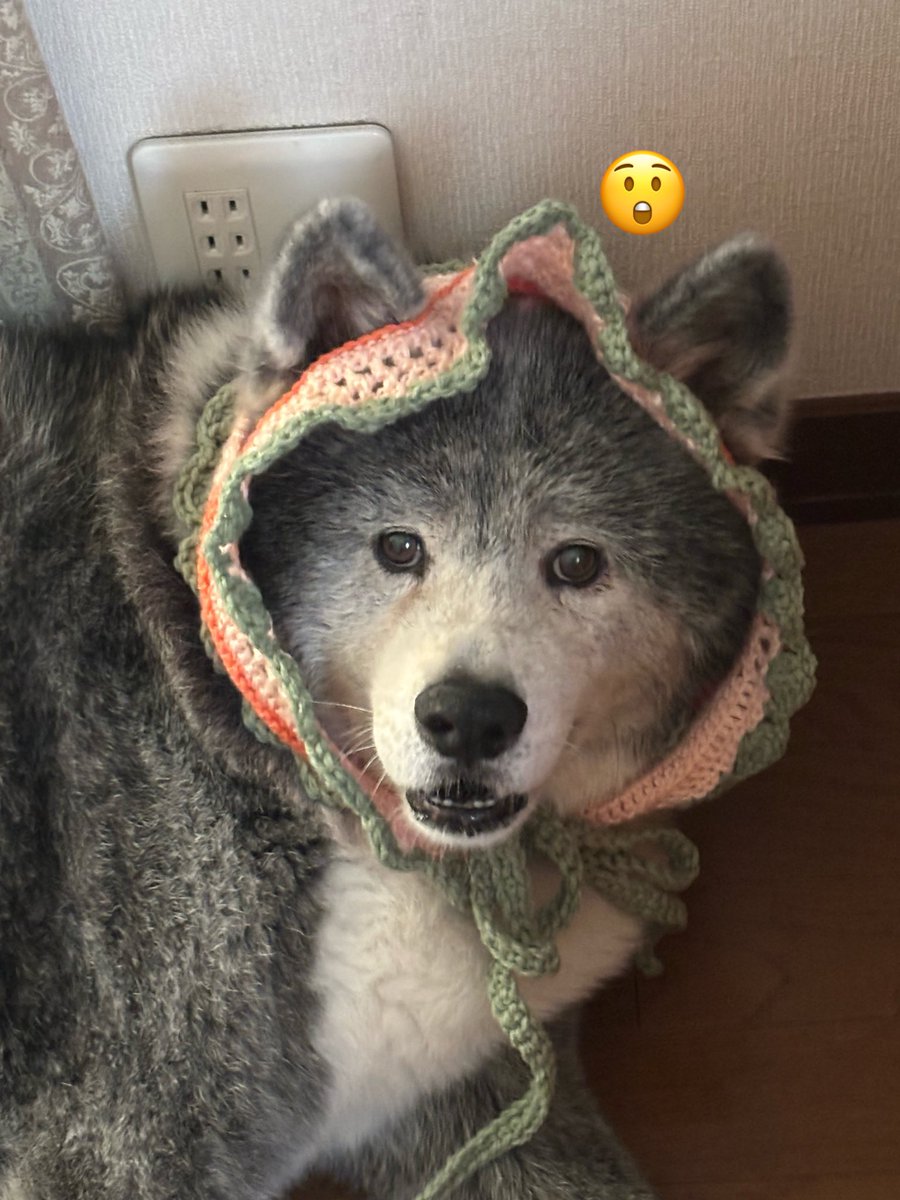 BEN_chama_K's tweet photo. カーチャンがありものの毛糸でこさえたヘッドドレスが完成
戸惑いの顔を見せるも適応完了 https://t.co/7xM79jxVBn