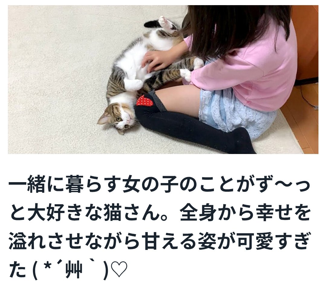 redbirdjaguar's tweet photo. 飼い主の女の子が大好きな白サバ。。。リアルしろさばしゃんだー！！
これでせいかくが【ひびり】なら完璧/// https://t.co/THkm9diNBC