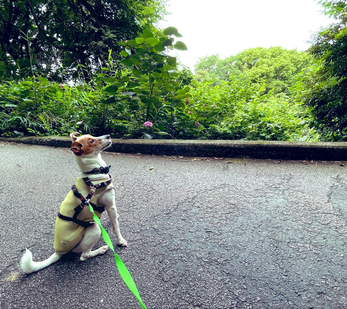 noedog's tweet photo. 目線の先にリス🐿️ https://t.co/QGpykkWn45