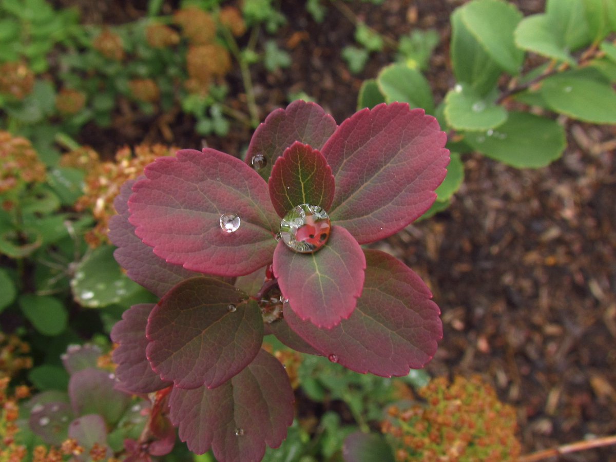 Mirainthewild's tweet photo. Rain leaves all types of beauty https://t.co/ij7zUdjW43