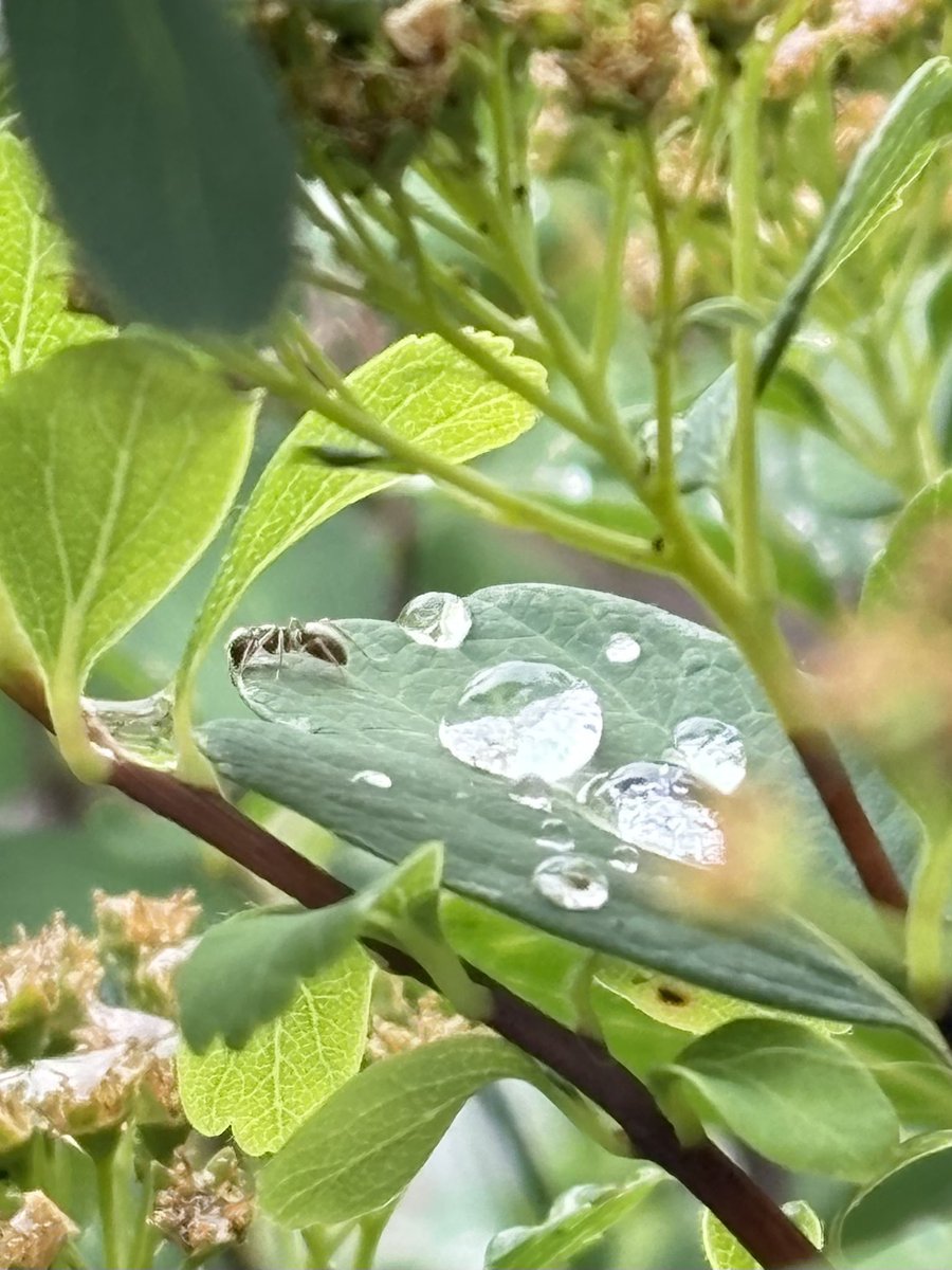 Mirainthewild's tweet photo. Rain leaves all types of beauty https://t.co/ij7zUdjW43
