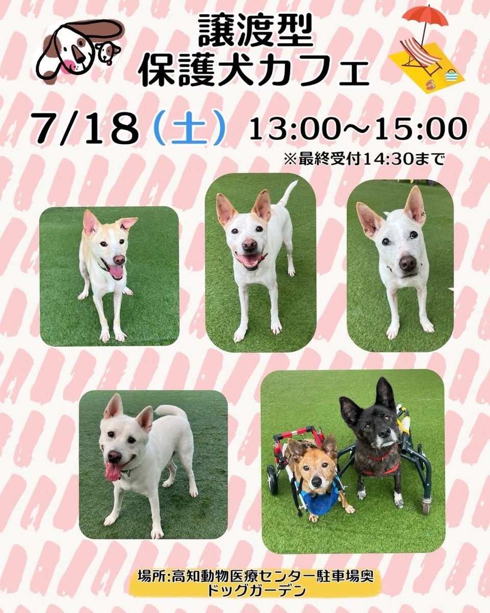 HAPPINESS_2018_'s tweet photo. 本日（7月18日　土曜日）　保護犬カフェ開催します❣️

高知動物医療センター１階駐車場奥ドッグガーデンにて

屋根があり、日除けをしたり、ミストを用意していますが
室内では無いので暑さは厳しいです。

体調に注意してご来場下さい。

よろしくお願いします❣️ https://t.co/Kz3piDK9UQ