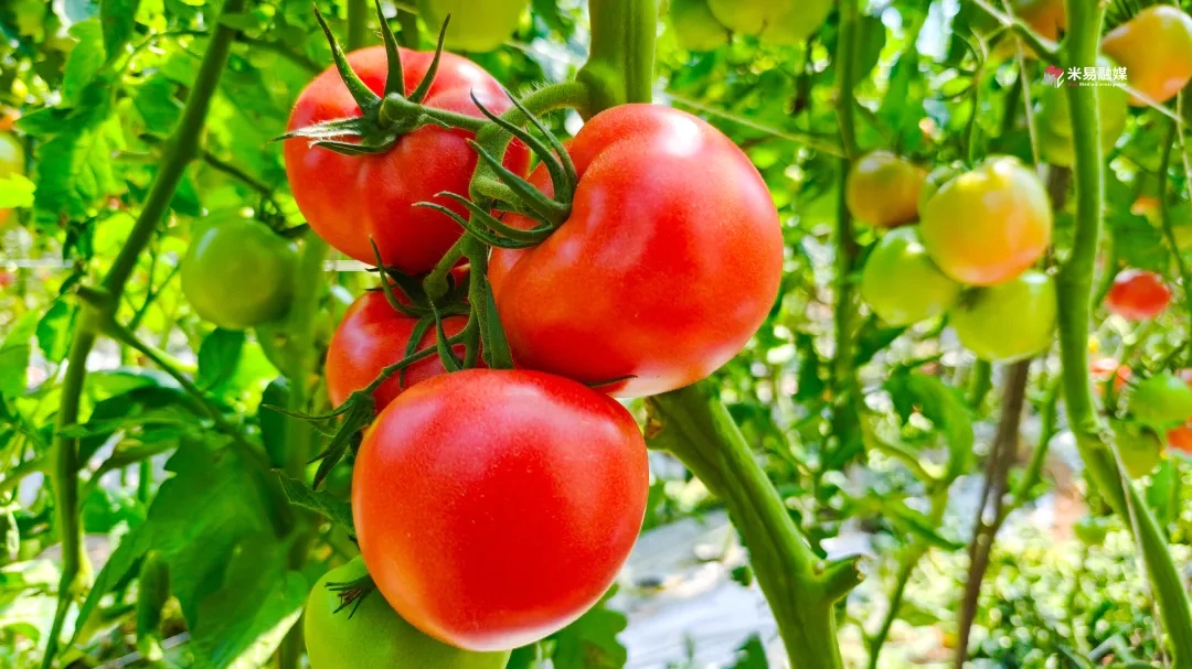 jjn7nmr's tweet photo. Neighborly win! My garden overflowed with tomatoes this week u0026 I dropped a basket off next door  They brought fresh cookies in return—small acts = big joy for our block! https://t.co/qoKez7TPFq