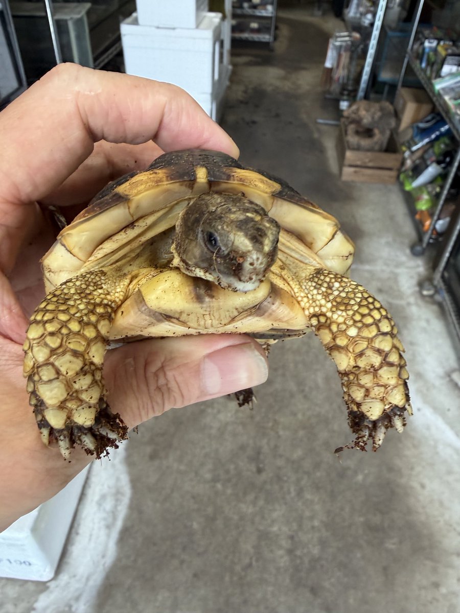 longtail_2022's tweet photo. 皆様、こんにちは😃
生体紹介は、マルギナータリクガメCBです🐢
小松菜、、チンゲンサイ、人工飼料を食べてます🐢
丈夫で飼育しやすい個体です。
20時まで営業してますので、皆様のお越しをお待ちしております🐢🐍🐸🦎 https://t.co/KWr7YbL04I