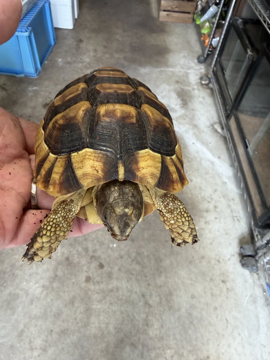longtail_2022's tweet photo. 皆様、こんにちは😃
生体紹介は、マルギナータリクガメCBです🐢
小松菜、、チンゲンサイ、人工飼料を食べてます🐢
丈夫で飼育しやすい個体です。
20時まで営業してますので、皆様のお越しをお待ちしております🐢🐍🐸🦎 https://t.co/KWr7YbL04I