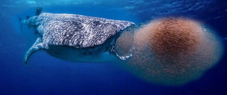 jellypastaa's tweet photo. 🦐Daily Quick Fact
btw, temen-temen di sini pernah dengar tentang krill paradox ga ya?

tau krill dong ya? bener banget, udang kecil yang jadi santapannya paus.

tapi, apasih krill paradox ini? 
yuk kita bahas!

[utas belajar bareng] https://t.co/iyBGwKLFK6