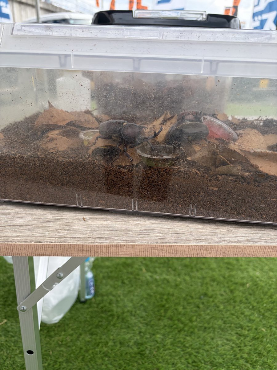 csysaiyou's tweet photo. 今日からカブトムシイベント！！！
来場プレゼントでカブトムシをどーぞ😁 https://t.co/hh2exVJ8TA