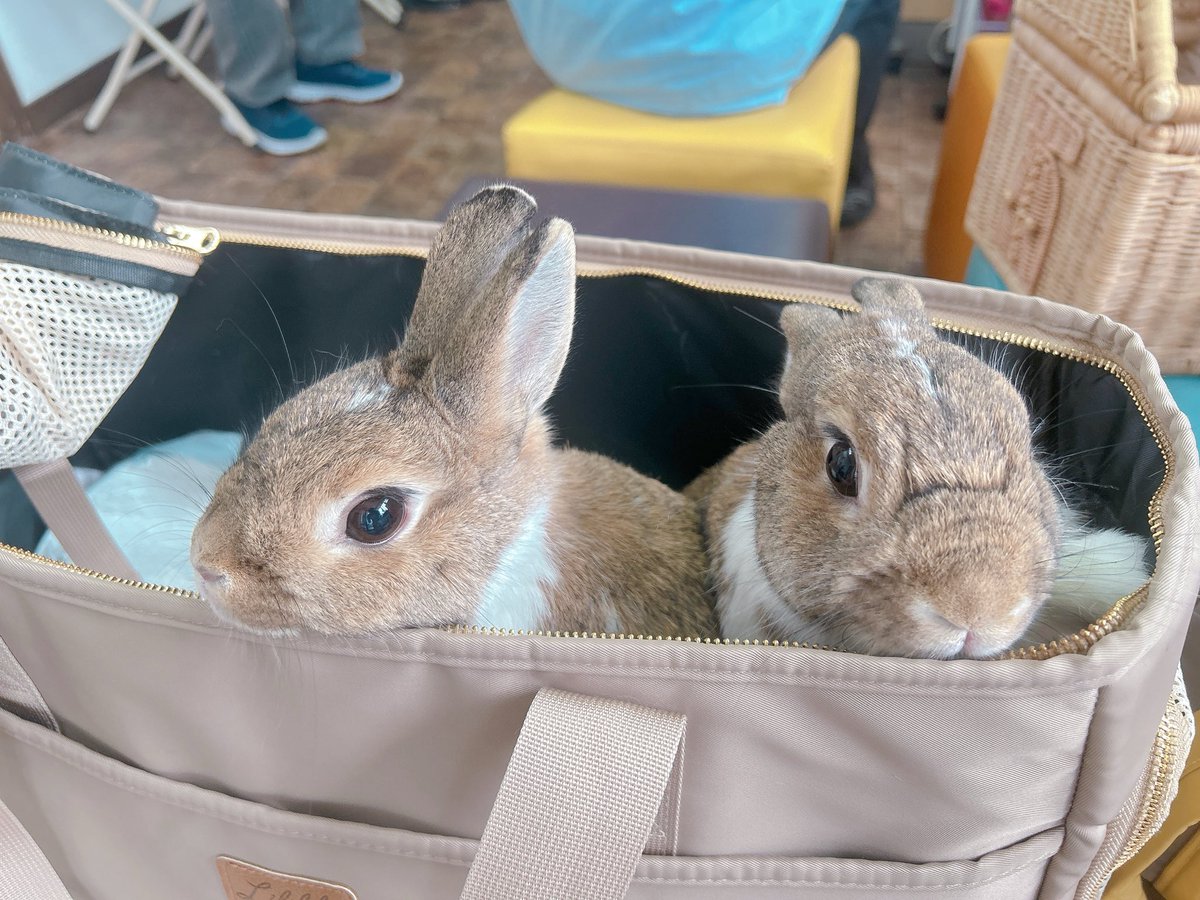 うさぎ様 今日は、 みんと🐰andここあ🐰の検診日 暑いね🫠💦 #わしゃわしゃ隊
