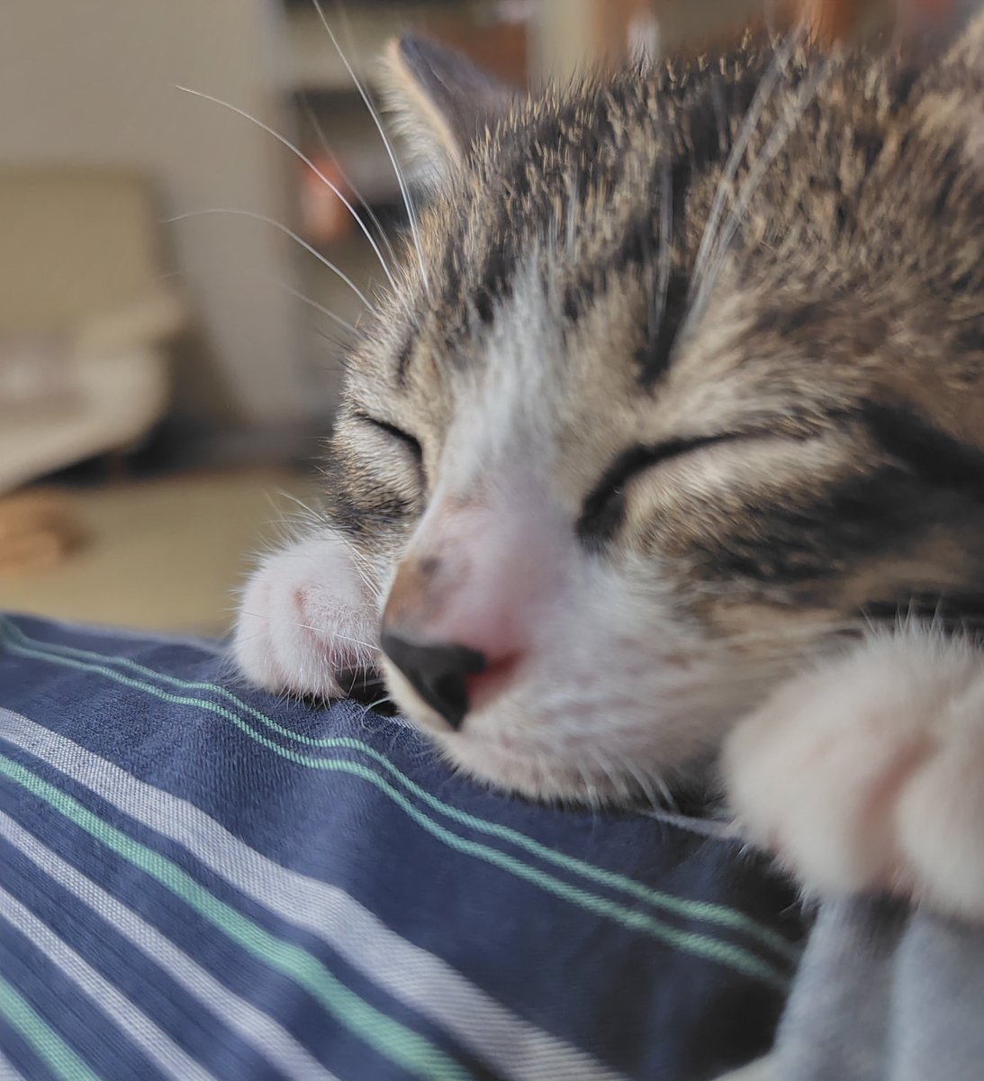 aruhi_____'s tweet photo. 物怖じせず先住猫たちを追い掛け回しよく食べよく寝る
#猫のいる暮らし　#猫 https://t.co/F85oWCznHo