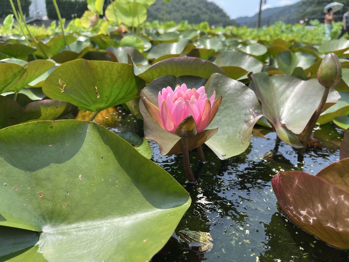 kuro7810's tweet photo. 蓮の花と睡蓮 https://t.co/hnWHMdPjW3