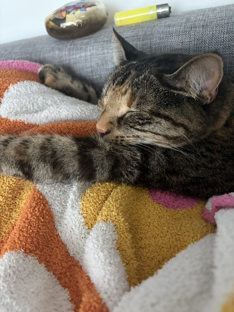slirneboy's tweet photo. u guys im being so serious i adopted her at the perfect time bcuz if i hadn’t i would have killed myself fr https://t.co/RooF4VodbO