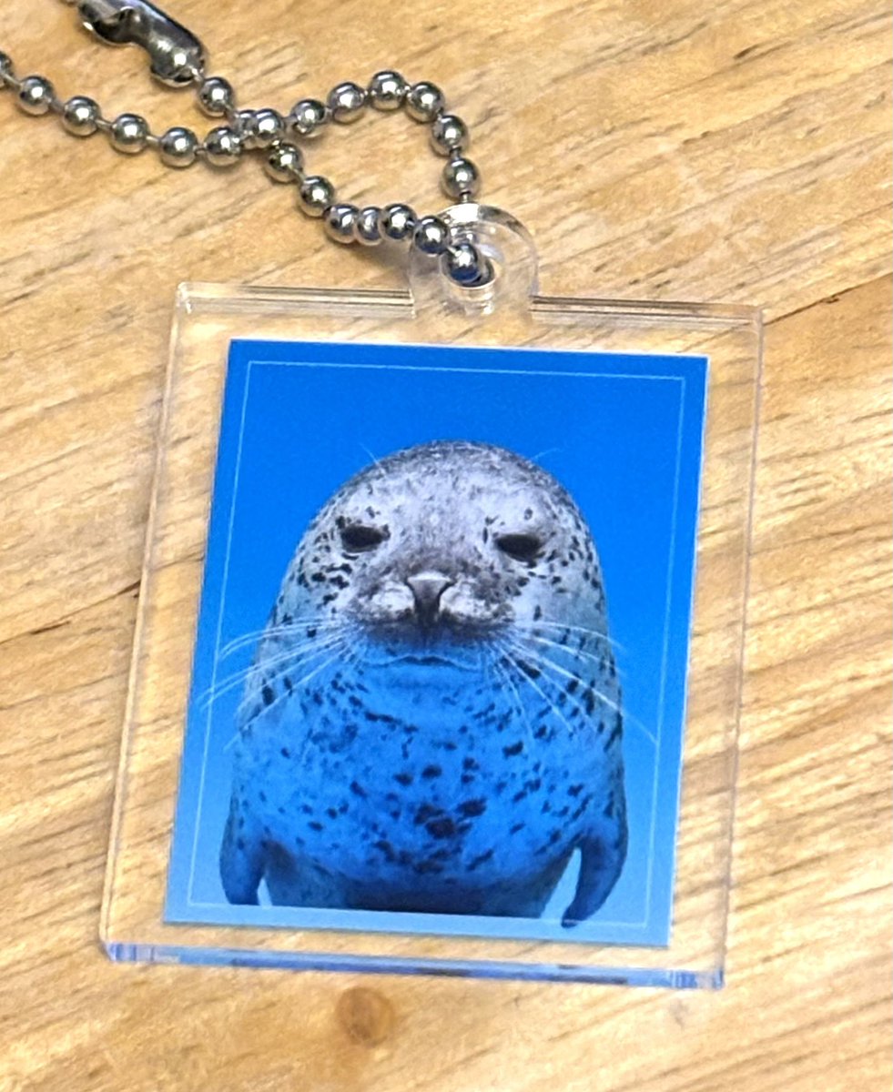 umeking0715's tweet photo. 新札幌のサンピアザ水族館に連れてってもらた！
本命のカワウソちゃんは岩上から降りれなくてずっと鳴いてて悲壮感漂う顔が撮れて大満足。あとガチャガチャで欲しかった何ともいえない表情のさいごうくんゲットできて最高(^^) https://t.co/cmfuq8BF2T