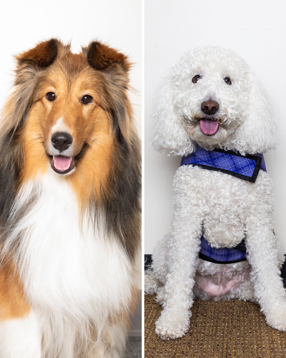 DENAirport's tweet photo. The more, the merrier! Our CATS are out in full force today. 🐾

Find Penny, Anzio, Lego, Makana, and Allie on Concourse A, as well as Maggie and Bijou on Concourse C!
#DENCATS

Concourse A: 8 a.m.-3 p.m.

Concourse C: 8-11:30 a.m. https://t.co/mz1pqWn7fv