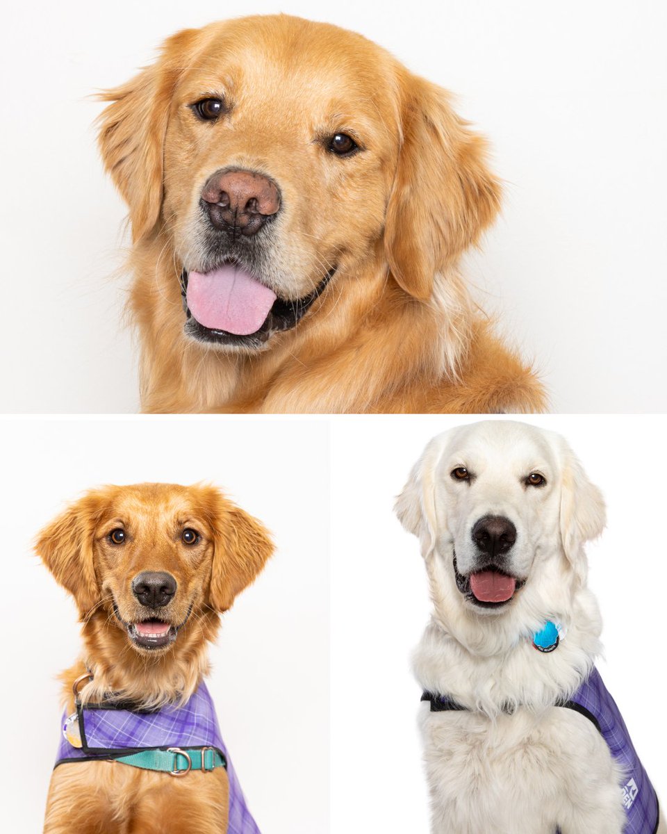 DENAirport's tweet photo. The more, the merrier! Our CATS are out in full force today. 🐾

Find Penny, Anzio, Lego, Makana, and Allie on Concourse A, as well as Maggie and Bijou on Concourse C!
#DENCATS

Concourse A: 8 a.m.-3 p.m.

Concourse C: 8-11:30 a.m. https://t.co/mz1pqWn7fv