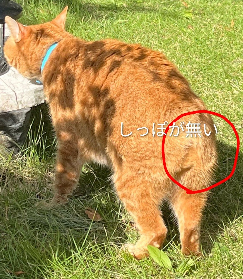 jin_nagash67179's tweet photo. ✨️猫を探してます✨️

富津市で猫がいなくなりました
その周辺で、

しっぽが無い茶トラの

猫を探してます‼️

連休や夏休みで千葉方面に遊びに行く方々も多いかと
もし、駐車場やコンビニ、海や公園などで似た猫を見かけたら
連絡をお願いいたします
📱
09040709944
コメガエ

#千葉県
#夏休み
#猫 https://t.co/yqkKEysZoM