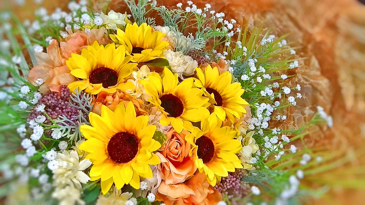 noschiec tweet picture