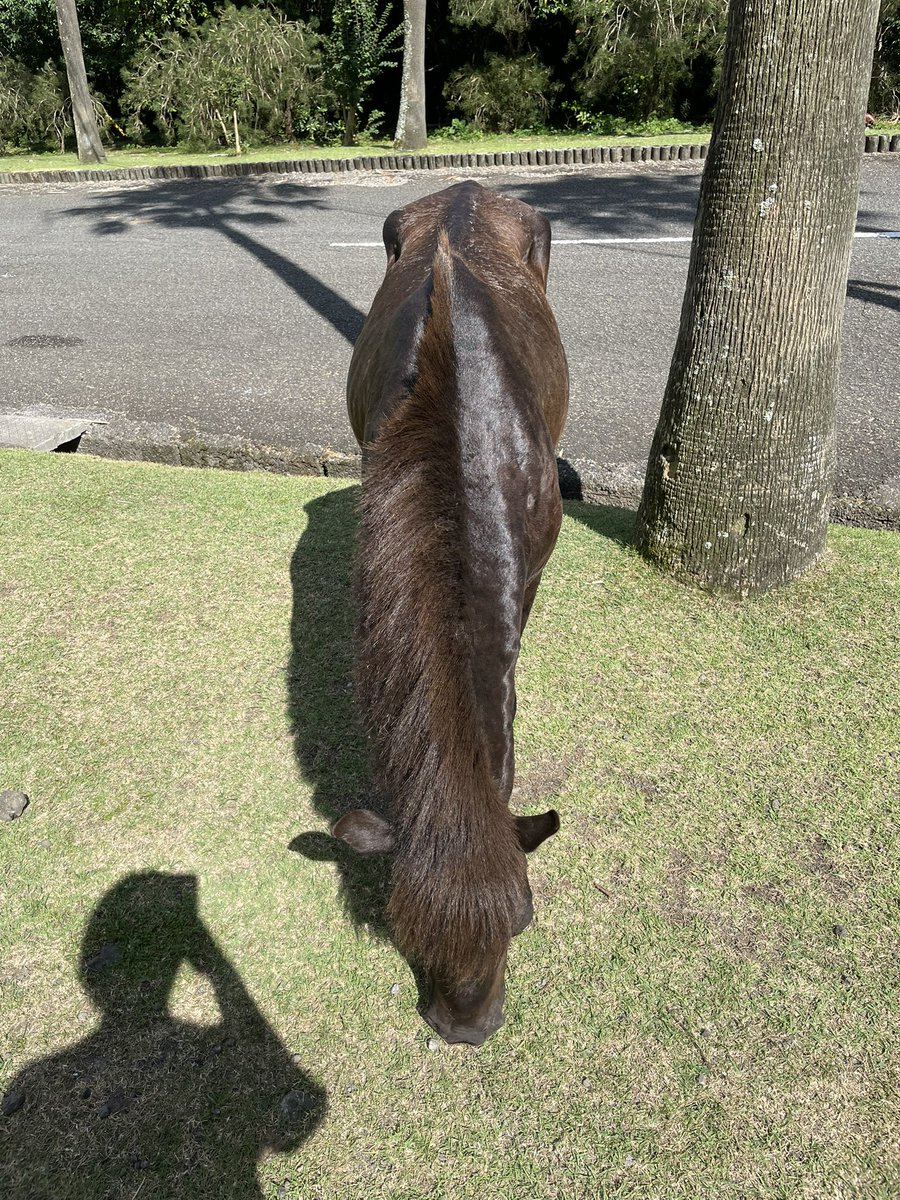 y____sssss's tweet photo. 野生の馬いっぱいいた https://t.co/zLT694h7MY
