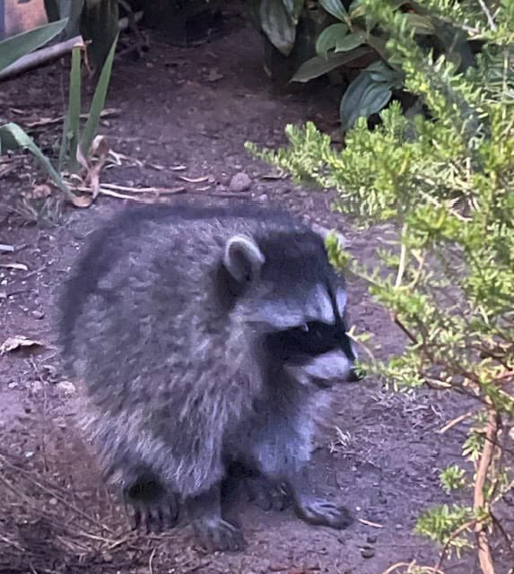 JimothyOnX's tweet photo. Jimothy, the viral Seattle raccoon with short spine syndrome, navigating a backyard at night. His unique physique doesn’t stop him from moving quickly and living freely in the urban environment. 

❤️🦝 https://t.co/yD7M2PxC73