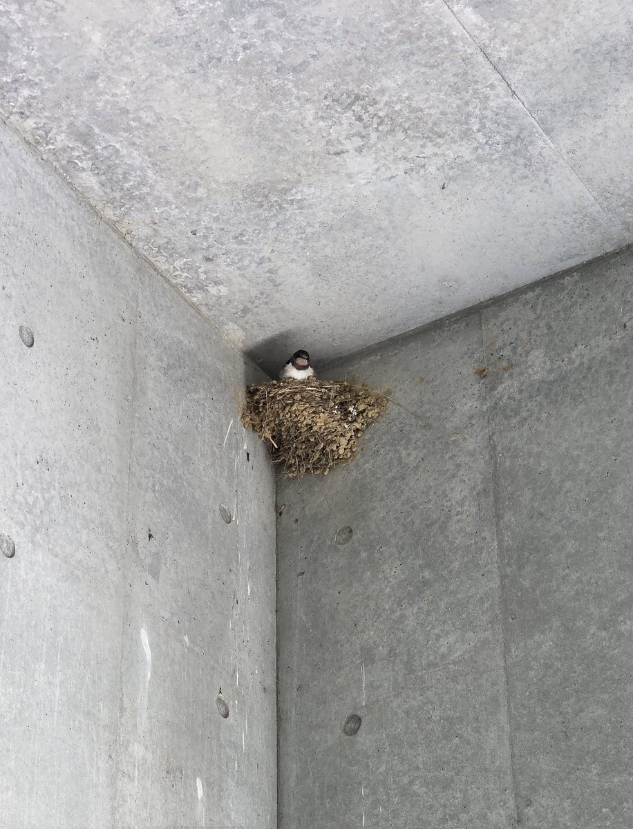 tamabi_kikaku's tweet photo. タマビ夏のオープンキャンパスといえば、この方たちも🐣✨
今年も順調に成長して、教職員や学生とともに来場された皆さまをお出迎えしております😊
散策の合間に、ぜひ見つけてみてくださいね。

#tamabioc2026 #多摩美 https://t.co/iL719dnIM5