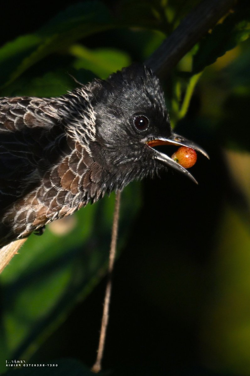 rrRumbo's tweet photo. Berries for the Baby!

Red Vented Bulbul parent and fledgling

(fledgling possibly fell out of the nest, was photographed from a safe distance) 

#NotMadeWithAI
#loadin4K
@Team_eBird @IndiAves @Theme_pic_India @BNHSIndia @BirdWatchDaily @WildlifeMag @Natures_Voice @wildlifeInd @bbcwildlifemag @NatGeoIndia @ThePhotoHour @NikonIndia @indian_pitta @AudubonSociety @NatGeo @birdsoftheworld @passivelyactive @NatureIn_Focus @WeNaturalists @WM_POTD @pnkjshm @moefcc 
 
 #BirdsSeenIn2026 #BirdTwitter #IndiAves  #Birb #ThePhotoHour #birds #birding #Nikon  #FeatheredFriends #IndianBirds #BirdsOfIndia #Birds_Captures #WildlifePhotography #BirdPhotography #ThePhotoHour #BBCWildlifePOTD #BirdTwitter #FeatheredFriends #BirdsOfIndia #IndianBirds #WildIndia #BirdingIndia #NatureInIndia