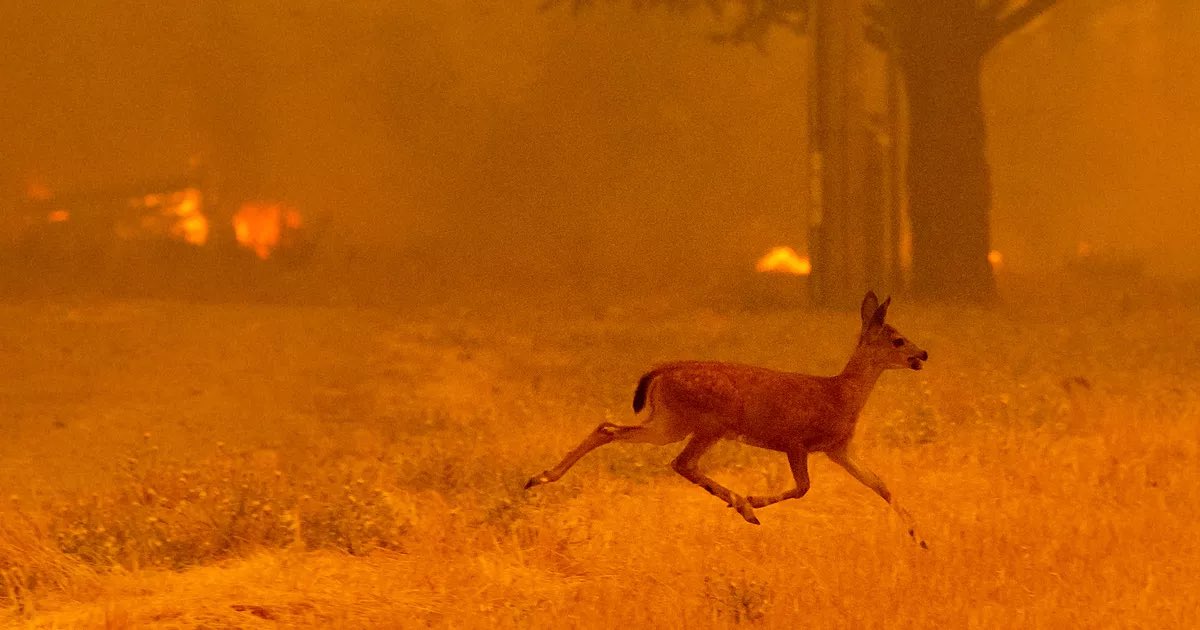 MaitreGerard's tweet photo. A Fontainebleau comme partout ailleurs, en France, dans les zones touchées par des incendies, la chasse doit être suspendue.

@afpfr 
@ASPASnature 
@FNEasso 
@AVA__France 
@onevoice
@Reporterre 
@asso_FUTUR 
@FromSarahFinger 
@fanchpitrel 
@Fred_Mouchon 
@MathiGerard https://t.co/fusiIciSdp