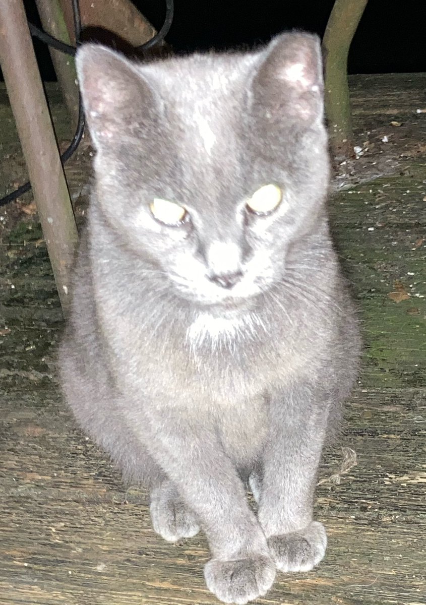 DeeMeow3's tweet photo. 😿 I’ve been going over my friends house for a week now. I’ve only seen three outsiders, maybe four, but it might’ve been Jemima and the two in the house. I believe I saw Gurdy tonight but not Jemima. His friend said nine cats. 😿 https://t.co/aXptgdRukH