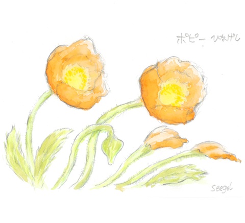 tanuki73's tweet photo. 昨夜は凄い雨が降った。20分ほど停電になった・・・。
蒸し暑い日だった。扇風機が不調なので買い替えようと思う。エアコン無いし、うちわは手が疲れる。やすいやつが有ったら。

＊＊＊＊＊＊＊＊＊＊＊＊：
自己流の水彩画でポピーを描いてみた・・・。 https://t.co/BdfKRL62Dv