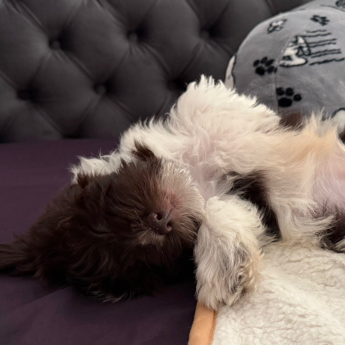 foxlovealways's tweet photo. Bruno says good night 😴 🐶❤️ https://t.co/7S4bufL2kJ
