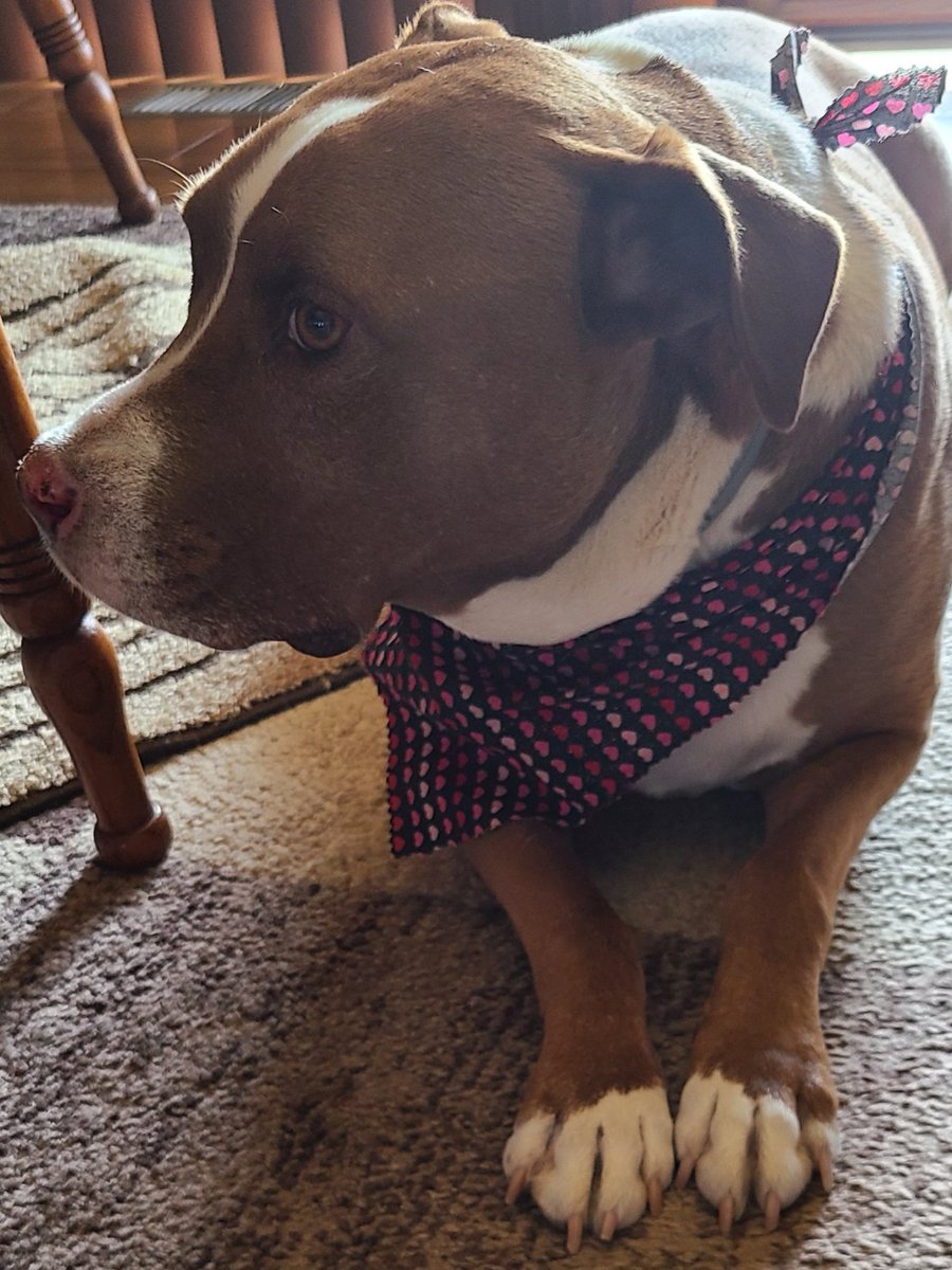 DustyMoon13 tweet media