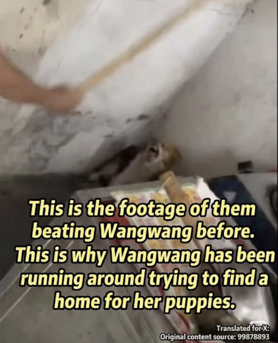 wangwang tweet media