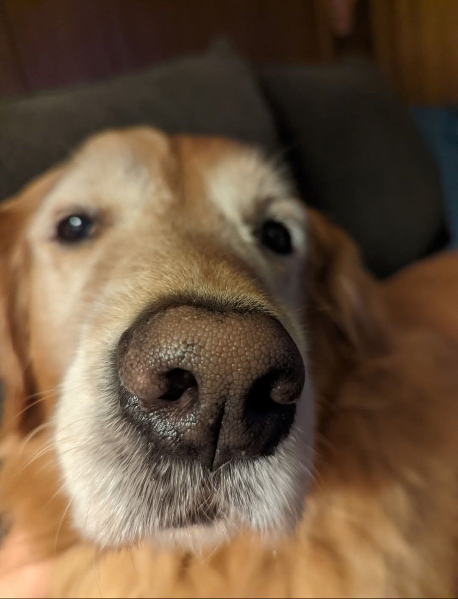 MLinn78's tweet photo. **UPDATE** Cooper went to the vet today and got some blood work done. We will get the results on Monday and if all is well we can go ahead and schedule his surgery!! https://t.co/ECudIVI08y