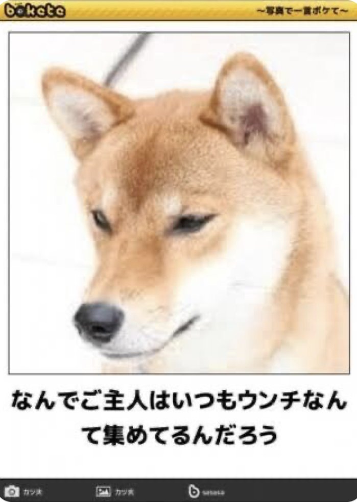 dain_fujioka's tweet photo. サ終寂しい😭動物シリーズのMy Bestです✨ https://t.co/mcvJnqKJy2