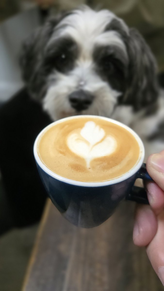 WebTaniwha's tweet photo. Perfect start to the weekend! Brunch &amp; coffee with my favourite girls at Dear Jervois ❤️ #dogfriendly #AucklandNZ https://t.co/5AuphD5XYW