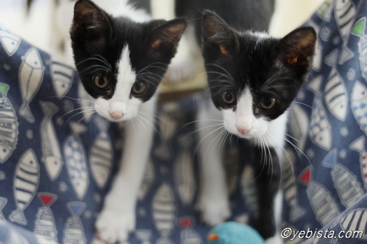 yebista's tweet photo. 横浜市東戸塚の
譲渡型保護猫カフェ
#保護猫カフェ猫の森

一緒に遊ぶ
のりちゃん、
たまごちゃん

#里親募集 https://t.co/8dXC0elCXF