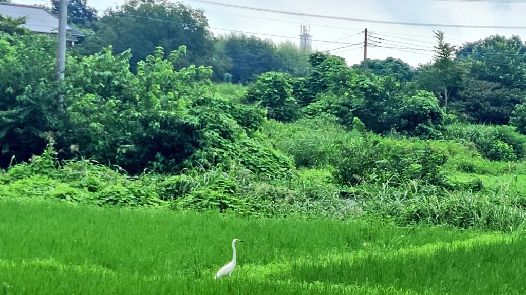 tom_itaru's tweet photo. 今朝。
これは……白鷺！？ https://t.co/zJQhQsDStr