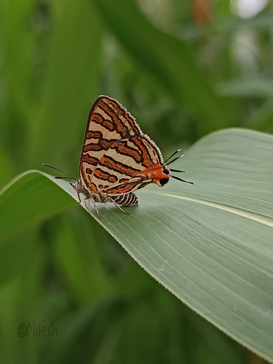 niileshraichura's tweet photo. Common Silverline 😍🦋
#flutterby #winged_jewels #तितली_यात्रा https://t.co/UJW4JvqEdK