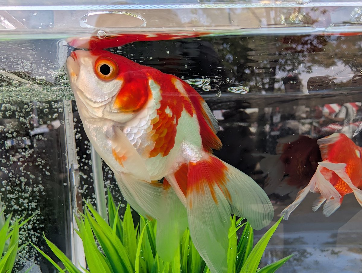 mammy_chang2000's tweet photo. 即売会と展示金魚を見る
展示されてる金魚は赤がしっかりしていて綺麗だね
流石！
#江戸川区特産金魚まつり  #金魚 https://t.co/5YM61pwjbX