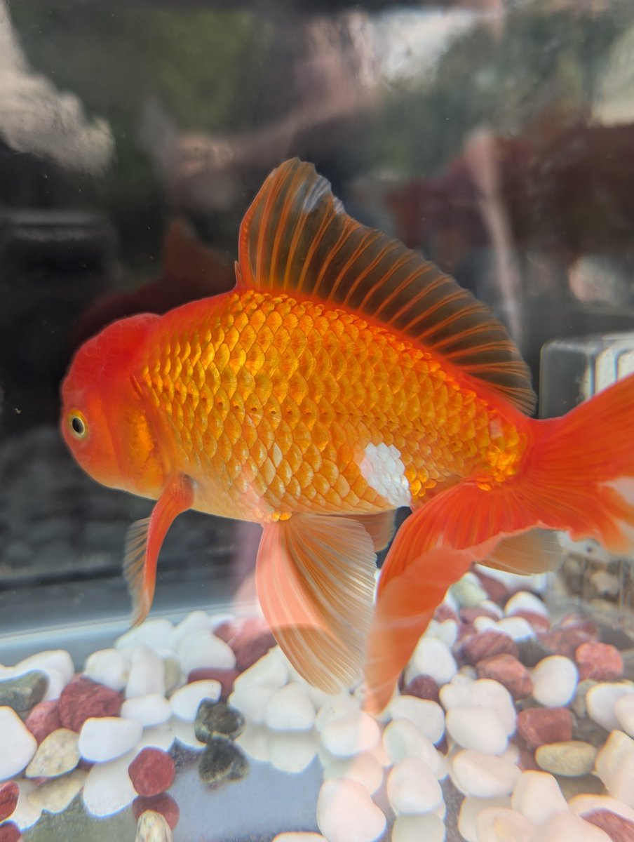mammy_chang2000's tweet photo. 即売会と展示金魚を見る
展示されてる金魚は赤がしっかりしていて綺麗だね
流石！
#江戸川区特産金魚まつり  #金魚 https://t.co/5YM61pwjbX