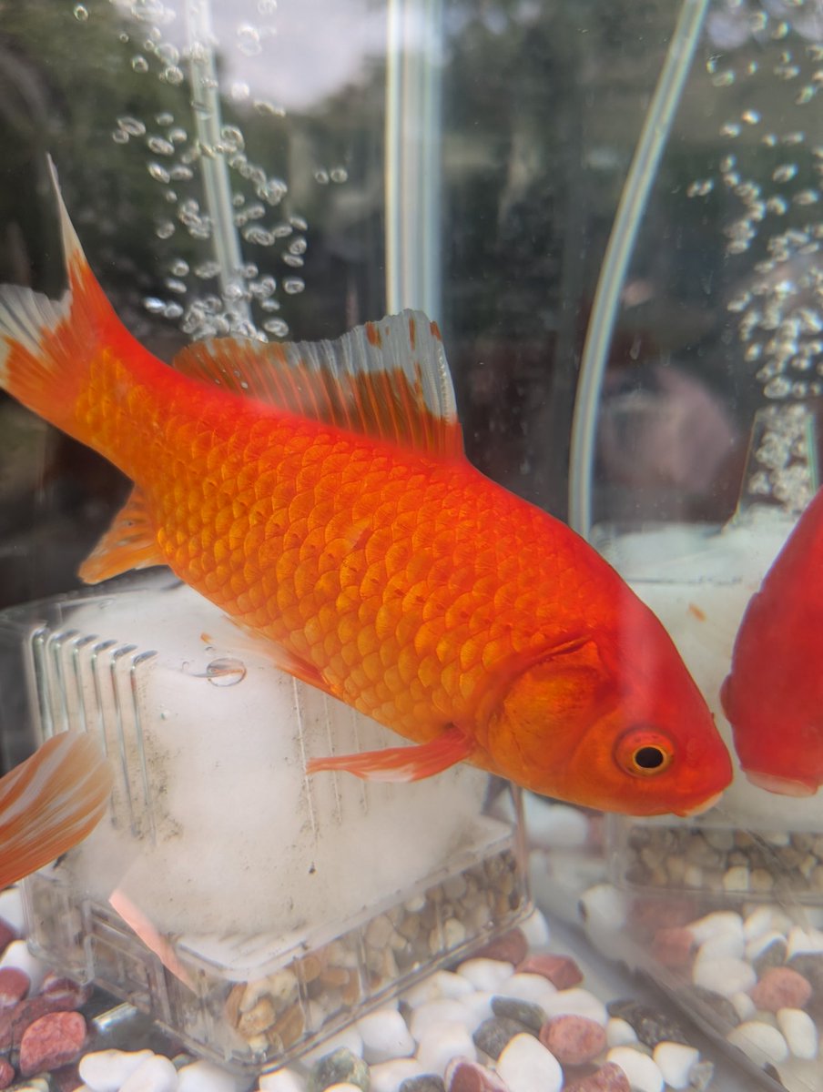 mammy_chang2000's tweet photo. 即売会と展示金魚を見る
展示されてる金魚は赤がしっかりしていて綺麗だね
流石！
#江戸川区特産金魚まつり  #金魚 https://t.co/5YM61pwjbX