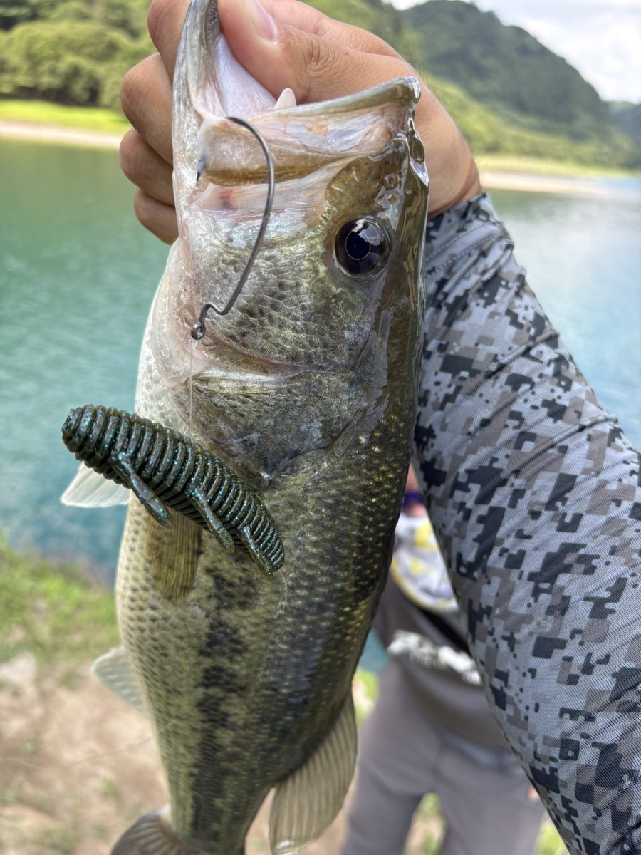 gai_fishing's tweet photo. 糸ギュイーン堪らん🤤
皆さんは沈み蟲どのカラーが好きですか？ https://t.co/bSfa02Ov4y
