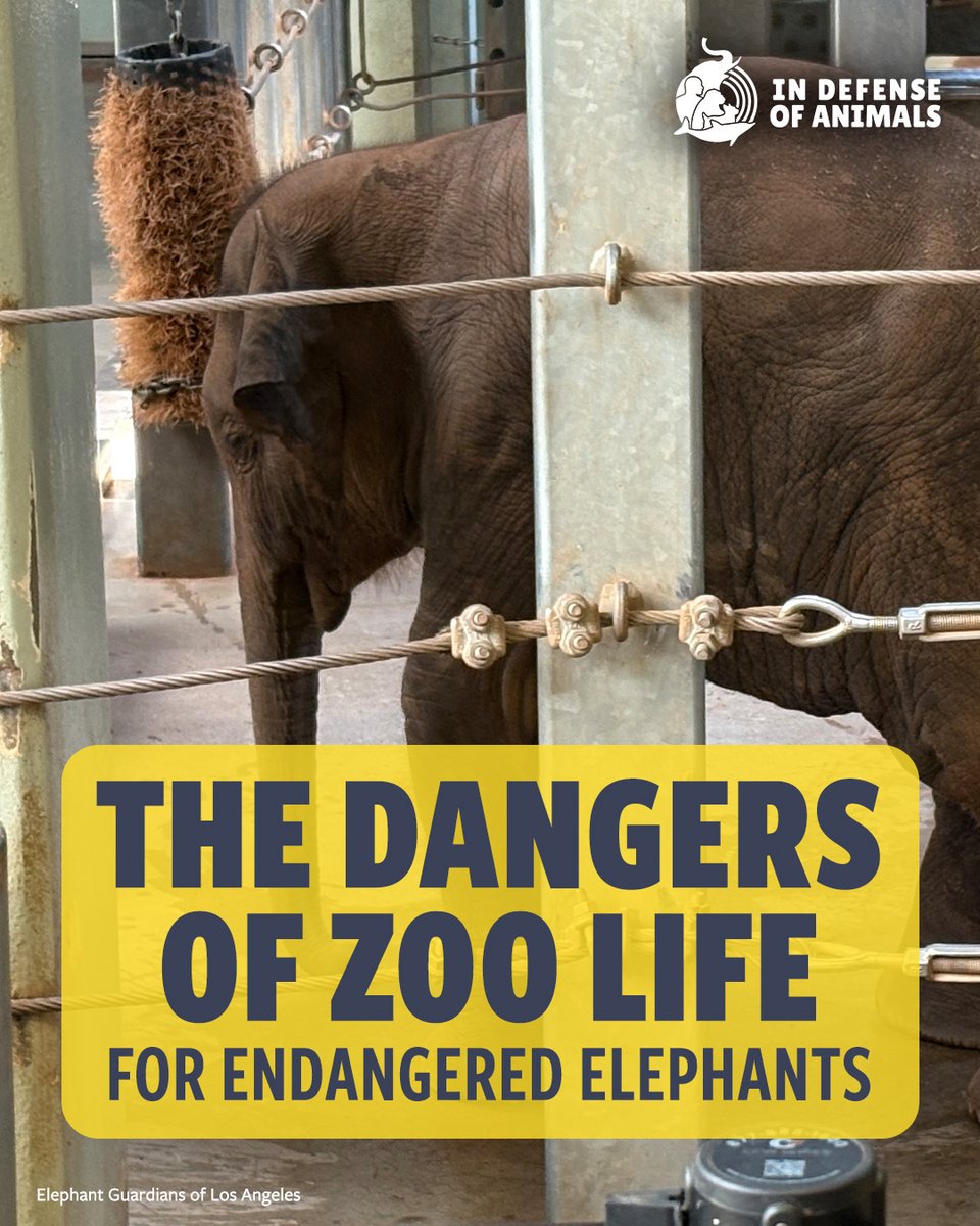 IDAUSA's tweet photo. Life in captivity is fraught with dangers for endangered #elephants.
Read more: https://t.co/4YzHHRyfUK
Pls RT & support https://t.co/0eeMMkCZ3J
#elephant #CaptivityKills #BoycottZoos #zoo #10WorstZoos https://t.co/vFSMRKTeXH